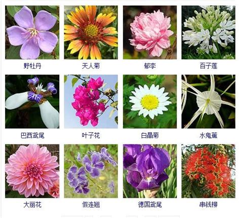 花的名字和圖片